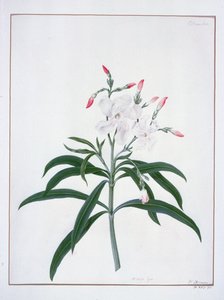 Flower Studies, 18th century